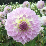 Dahlia Annes Delight Dahlia Annes Delight