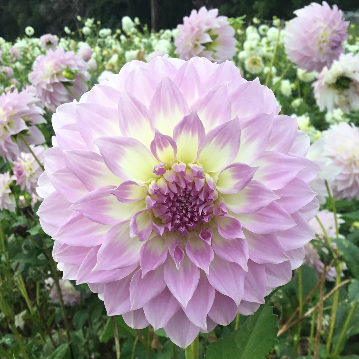 Dahlia Annes Delight Dahlia Annes Delight