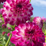 Dahlia Pkdahgja Gambier Jane - Garden Express Australia