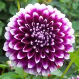 Dahlia Edinburgh 14 - Garden Express Australia