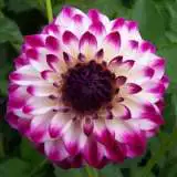Dahlia Gambier Jane Dahlia Gambier Jane