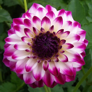 Dahlia Gambier Jane Dahlia Gambier Jane