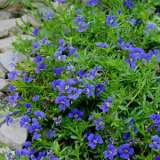 Dampiera Diversifolia 15 Courtesy Karlgercens - Garden Express Australia