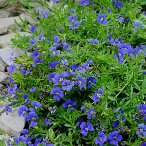 Dampiera Diversifolia Dampiera Diversifolia