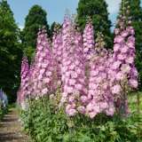 Delphinium Astrolat 141 - Garden Express Australia