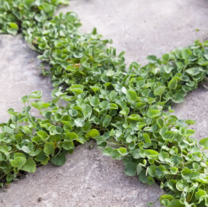 Dichondra Repens 75mm
