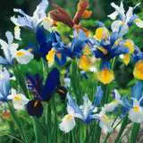 Gurus Spring Show Bag – 150 Bulbs Gurus Spring Show Bag – 150 Bulbs
