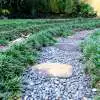 Easy Lawn Alternatives Australia | Greener Gardens With Less Maintenance Dwarf Green Mondo Grass 16 - Garden Express Australia