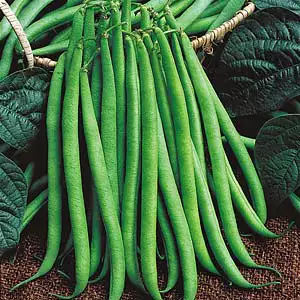 Seed – Dwarf Bean Snapbean Seed – Dwarf Bean Snapbean