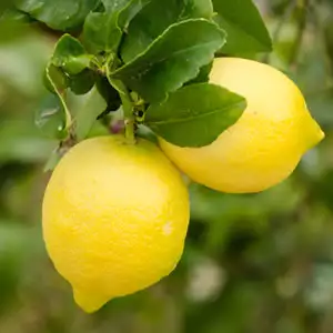 Lemon Eureka 50mm Lemon Eureka 50mm