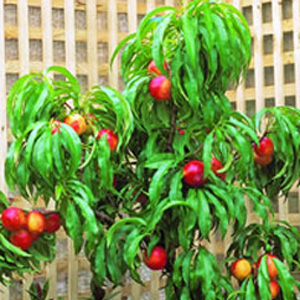 Trixzie Nectazee Nectarine Mini Fruit Tree Trixzie Nectazee Nectarine Mini Fruit Tree