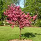 Eastern Redbud - Garden Express Australia