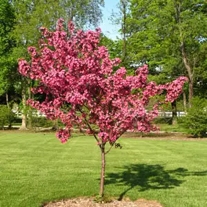 Eastern Redbud Eastern Redbud