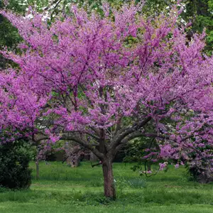 Cercis Eastern Redbud