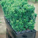 Euonymus Tom Thumb16 - Garden Express Australia