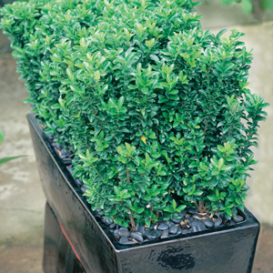 Euonymus Tom Thumb 68mm Pot