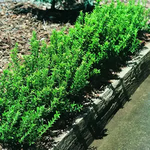 Euonymus Tom Thumb 75mm Pot Euonymus Tom Thumb 75mm Pot