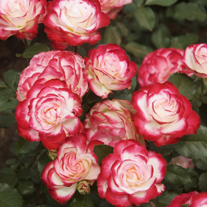 Rose Fire & Ice Rose Fire & Ice
