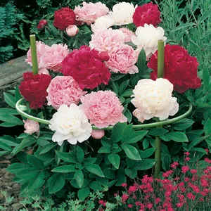 Gardeners Advantage Plant Support Round- Flex 35-50 Gardeners Advantage Plant Support Round- Flex 35-50