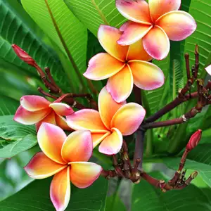 Frangipani Tri-colour 120mm