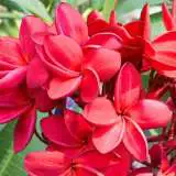 Frangipani Darwin Blood 14 - Garden Express Australia