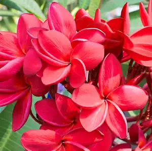 Frangipani Darwin Blood Red Frangipani Darwin Blood Red