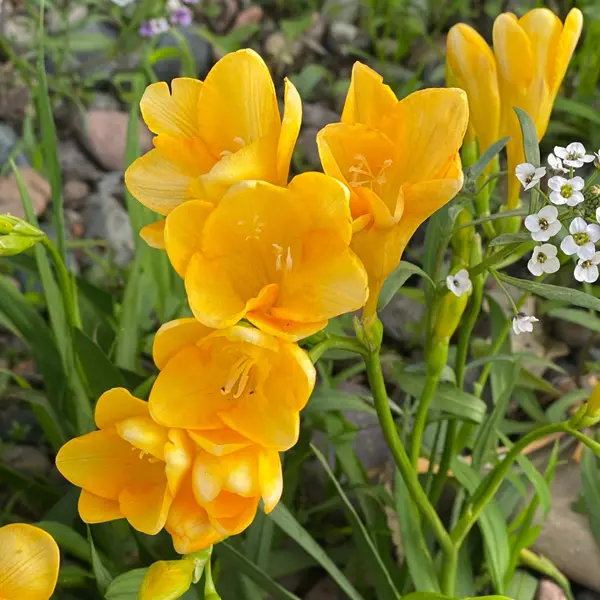 Freesia Giant Santana Freesia Giant Santana