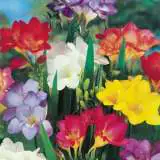 Planting Stock Freesia Mixed Planting Stock Freesia Mixed
