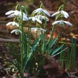 Galanthus Sylvan Vale Galanthus Sylvan Vale