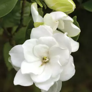 Gardenia Radicans 140mm Gardenia Radicans 140mm