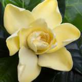 Gardenia Gold Magic Gardenia Gold Magic