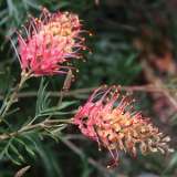 Grevillea Ned Kelly 2017 Lpogrenke - Garden Express Australia
