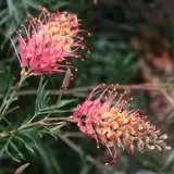 Grevillea Ned Kelly 2017 Lpogrenke - Garden Express Australia