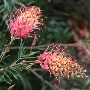 Grevillea Ned Kelly 140mm Grevillea Ned Kelly 140mm