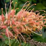 Grevillea Coconut Ice Grevillea Coconut Ice