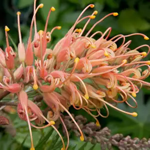 Grevillea Coconut Ice Grevillea Coconut Ice
