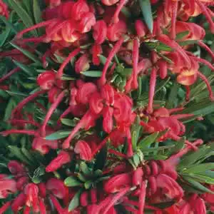 Grevillea John Evans Grevillea John Evans
