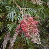 Grevillea Robyn Gordon 50mm Grevillea Robyn Gordon 50mm
