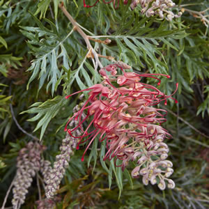 Grevillea Robyn Gordon 50mm Grevillea Robyn Gordon 50mm