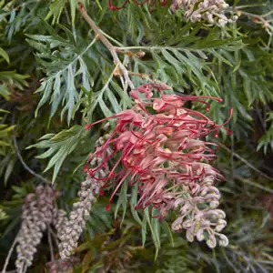 Grevillea Robyn Gordon 50mm Grevillea Robyn Gordon 50mm