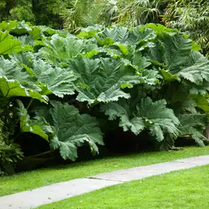 Gunnera Ornamental Rhubarb 75mm Gunnera Ornamental Rhubarb 75mm