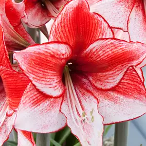 Hippeastrum Charisma Hippeastrum Charisma