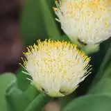 Haemanthus White 14 - Garden Express Australia