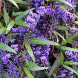 Hardenbergia Happy Wanderer 14 - Garden Express Australia