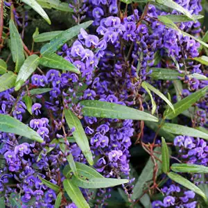 Hardenbergia Happy Wanderer Hardenbergia Happy Wanderer