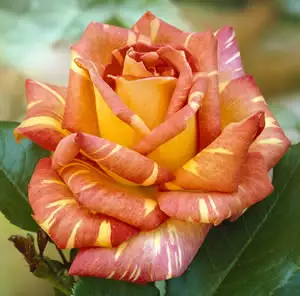 Rose Harry Wheatcroft Rose Harry Wheatcroft