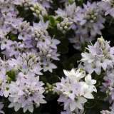 Hebe Buxifolia 68mm Hebe Buxifolia 68mm
