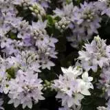 Hebe Buxifolia 16 - Garden Express Australia