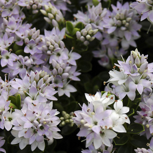 Hebe Buxifolia 68mm Hebe Buxifolia 68mm