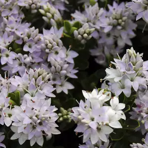 Hebe Buxifolia 68mm Hebe Buxifolia 68mm